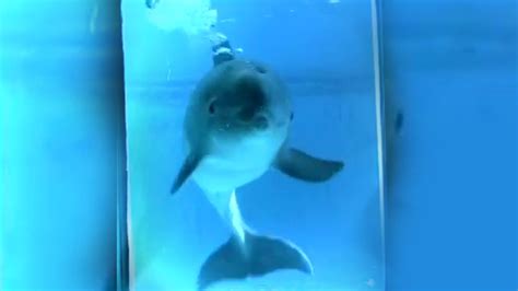 bottlenose test|New Study Finds Dolphins Demonstrate Self .